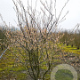 Amelanchier lamarckii 175-200 cm draadkluit