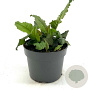 Aster divaricatus GM 2,0L