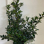 Ilex meserv. 'Blue Princess' 50-60 cm met kluit