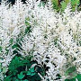 Astilbe (A) 'Snowdrift' GM 2,0L