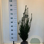 Taxus media 'Hillii' 50-60 cm met kluit