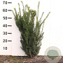 Taxus media 'Hillii' 50-60 cm met kluit