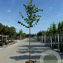 Tilia europaea 'Pallida' 16-18 HO 45L