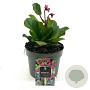 Bergenia cordifolia 'Eroica' GM 2,0L