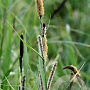 Carex acutiformis GM 2,0L
