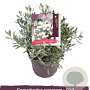 Convolvulus cneorum 25-30 cm 5,0L
