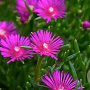 Delosperma cooperi GM 2,0L
