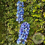 Delphinium 'Delphinity Blue' GM C5
