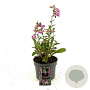 Digitalis purpurea GM 2,0L