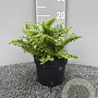 Dryopteris f.-m. 'Crispa' GM 2,0L