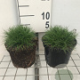 Festuca gautieri 'Pic Carlit' GM 2,0L