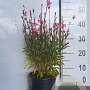Gaura l. 'Siskiyou Pink' GM 2,0L