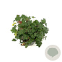 Geranium cant. 'Cambridge' GM 2,0L