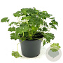 Geranium cant. 'St Ola' GM 2,0L