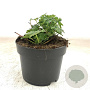 Geranium macr. 'Ingwersen's Var.' GM 2,0L