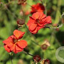 Geum Fiery Tempest GM 2,0L