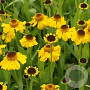 Helenium bigelovii 'The Bishop' GM 2,0L