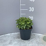 Heuchera 'Apple Crisp' GM 2,0L