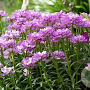 Iberis Absolutely Amethyst GM 2,0L