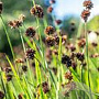 Juncus ensifolius GM 2,0L