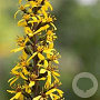 Ligularia przewalskii GM 2,0L