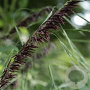 Melica altissima 'Atropurpurea' GM 2,0L