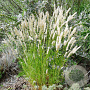 Melica ciliata GM 2,0L