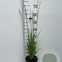 Molinia caerulea GM 2,0L