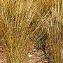Molinia caerulea 'Moorhexe' 30-40 cm P9