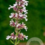 Nepeta grandiflora 'Dawn to Dusk' GM 2,0L