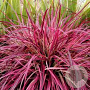Pennisetum advena 'Fireworks' GM 2,0L