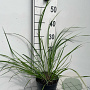 Pennisetum al. 'Redhead' GM 2,0L