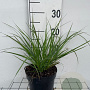 Pennisetum alopecuroides viridesc. GM 2,0L