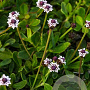 Phyla nodiflora GM 2,0L