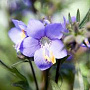 Polemonium y. 'Polbress' GM 2,0L