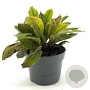 Pulmonaria 'Blue Ensign' GM 2,0L