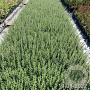 Teucrium lucidrys GM 2,0L