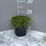 Thymus praecox 'Coccineus' GM 2,0L