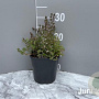 Thymus vulgaris GM 2,0L