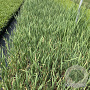 Typha latifolia GM 2,0L