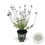 Salvia 'Nachtvlinder' GM 2,0L