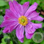 Anemone hyb. 'Pamina' GM 2,0L