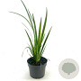 Iris versicolor GM 2,0L