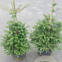 Abies koreana 100-125 cm 20L