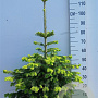 Abies nordmanniana 80-100 cm 20L
