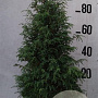 Juniperus comm. 'Suecica' 100-125 cm 20L