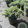 Juniperus squamata 'Blue Star' 25-30 cm 3,0L