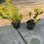 Pinus mugo mugo 15-20 cm 2,0L