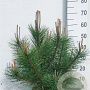 Pinus nigra nigra 60-80 cm 10L