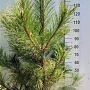 Pinus nigra nigra 125-150 cm 35L
